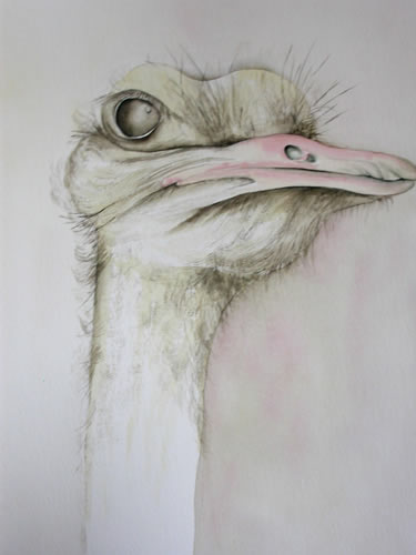 vente aquarelle L'autruche