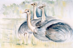 vente aquarelle Autruches