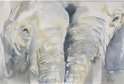 vente aquarelle Eléphants