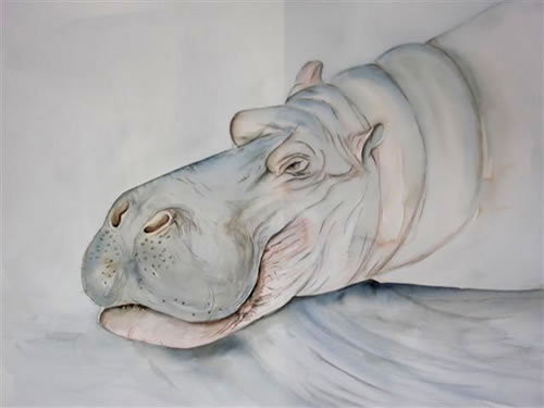 vente aquarelle L'hippopotame