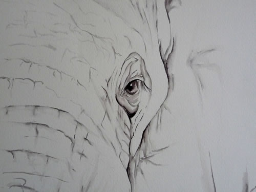 vente aquarelle Regard d'éléphant