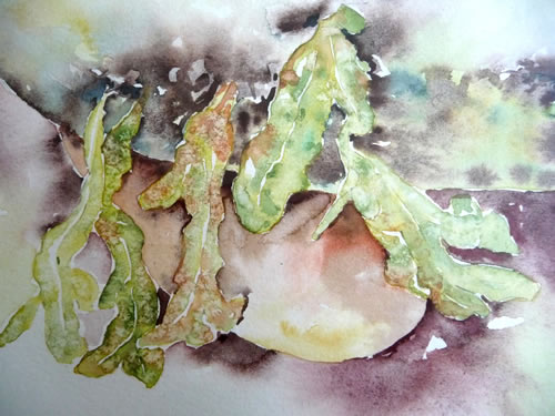 vente aquarelle Algues