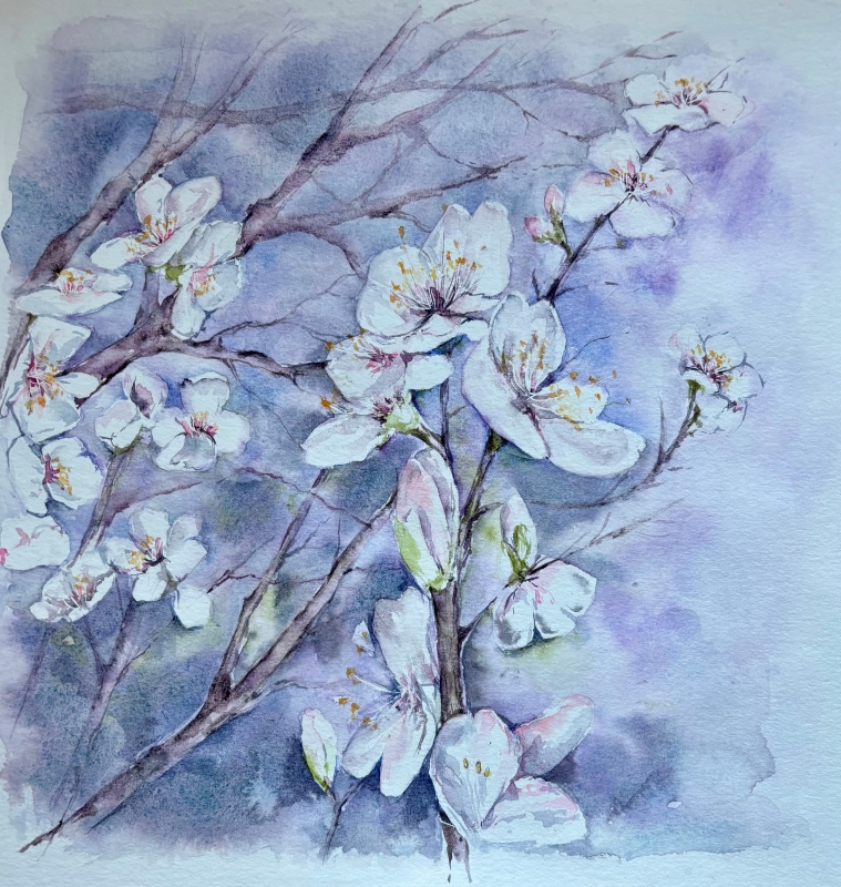 vente aquarelle Fleurs d'amandier