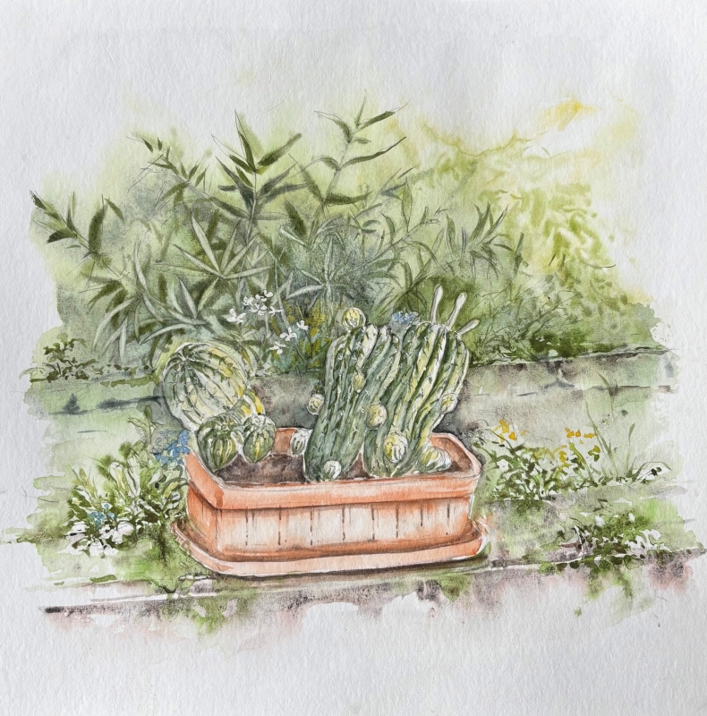 vente aquarelle Les cactus de Venasque