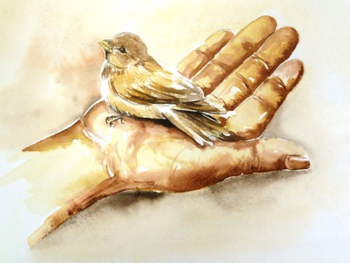 vente aquarelle Le moineau