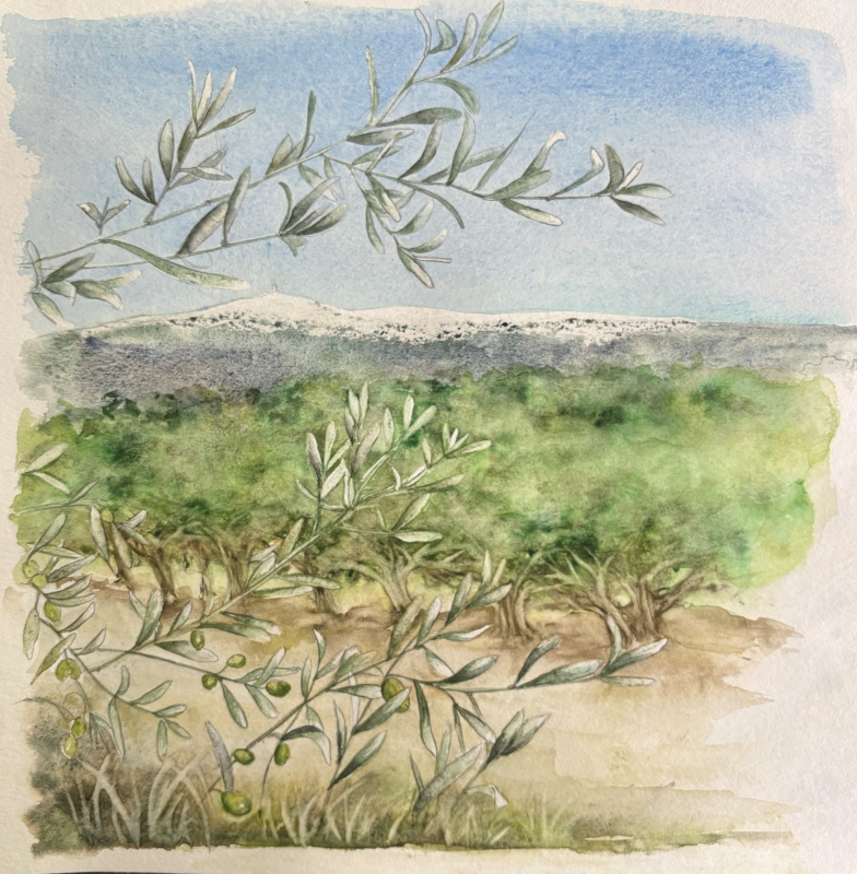 vente aquarelle Le Ventoux et son olivier