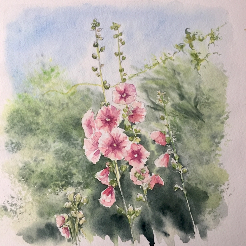 vente aquarelle Roses trémières