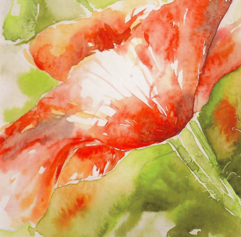 vente aquarelle Coquelicot