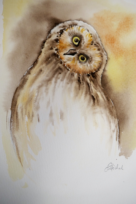 vente aquarelle Chouette!